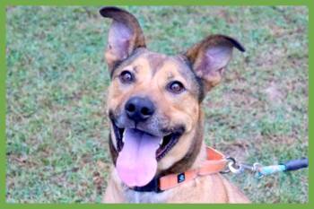 Beckham -  Shepherd and Terrier Dog for Adoption in Amherst, Massachusetts - Beckham | PetCurious