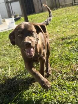Hawaii : Kailua -  Labrador Retriever and Corgi Dog for Adoption in Aurora, Indiana - Hawaii : Kailua | PetCurious