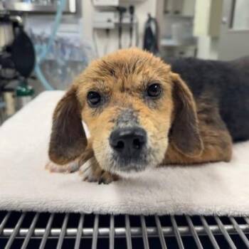 Hound and Mixed Breed Dogs Available for Adoption in Kansas City, Missouri - Dairy | PetCurious