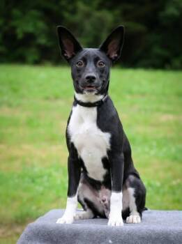 Mixed Breed Dogs Available for Adoption in Columbia, Tennessee - Harvester | PetCurious