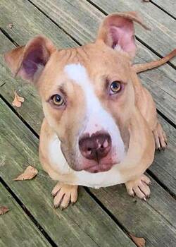 Pit Bull Terrier Dogs Available for Adoption - Marley | PetCurious
