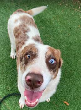 Molasses -  Catahoula Leopard Dog Dog for Adoption in Sedalia, Colorado - Molasses | PetCurious