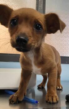 Chihuahua and Dachshund Dogs Available for Adoption - Pen 222 Hermione | PetCurious