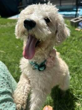 Allie -  Poodle and Mixed Breed Dog for Adoption in Fort Worth, Texas - Allie | PetCurious