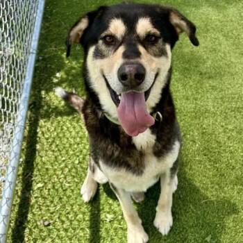 T-Rex -  German Shepherd Dog and Alaskan Malamute Dog for Adoption in Binghamton, New York - T-Rex | PetCurious