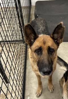 Rescue German Shepherd Dog Dogs for Adoption in Blue Earth, Minnesota - Tikka | PetCurious