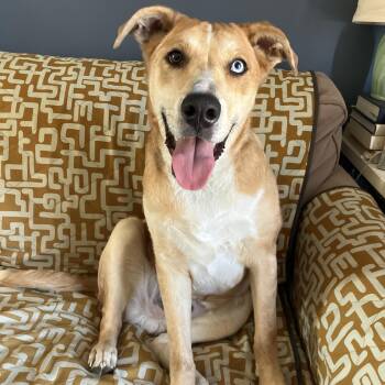 Australian Shepherd and Retriever Dogs Available for Adoption - Mac | PetCurious