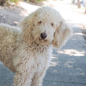 SONNET -  Standard Poodle Dog for Adoption in Richmond, California - SONNET | PetCurious
