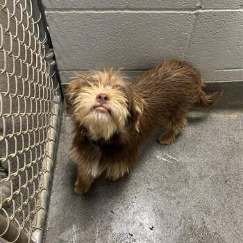 TUCKER -  Yorkshire Terrier and Mixed Breed Dog for Adoption - TUCKER | PetCurious
