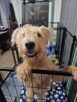Tilly -  Labradoodle Dog for Adoption in Carmel Hamlet, New York - Tilly | PetCurious