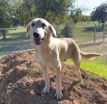 Rescue Labrador Retriever Dogs for Adoption in Seguin, Texas - Bones | PetCurious