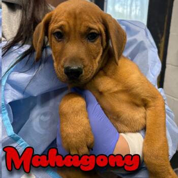 Rescue Beagle and Redbone Coonhound Dogs for Adoption in Hillsboro, Ohio - Mahogany | PetCurious