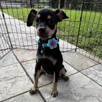 Luna -  Chihuahua and Mixed Breed Dog for Adoption in Montgomery, Texas - Luna | PetCurious