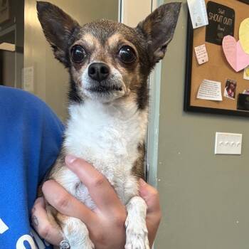 Marge -  Chihuahua Dog for Adoption in Rifle, Colorado - Marge | PetCurious