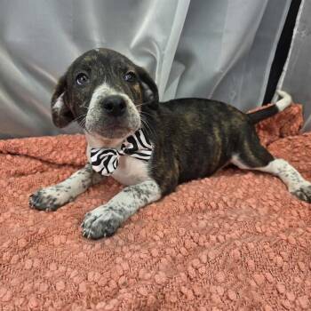 Australian Cattle Dog Blue Heeler Dogs Available for Adoption in Foley, Alabama - Sam | PetCurious