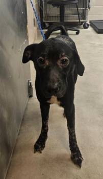 GIDEON -  Labrador Retriever Dog for Adoption in Dayton, Ohio - GIDEON | PetCurious