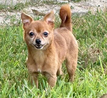Mister -  Chihuahua and Wire Fox Terrier Dog for Adoption in Walker, Louisiana - Mister | PetCurious