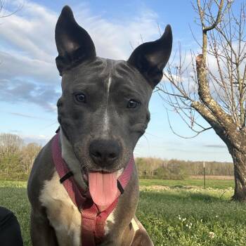 Rescue Pit Bull Terrier Dogs for Adoption in Tylertown, Mississippi - Piper | PetCurious