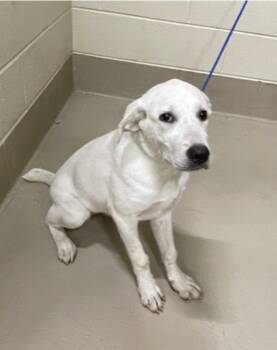 Oliver -  Labrador Retriever Dog for Adoption in Charlotte, Michigan - Oliver | PetCurious