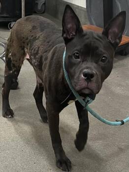 Pit Bull Terrier and Labrador Retriever Dogs Available for Adoption - LACEY | PetCurious