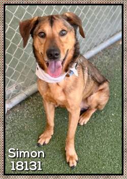 German Shepherd Dog Dogs Available for Adoption in Marietta, Georgia - SIMON (also See GARFUNKEL) | PetCurious