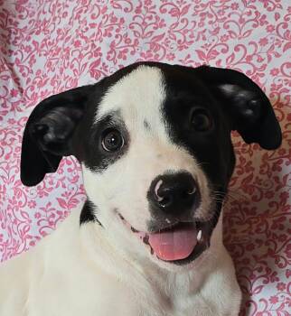 Hickory (foster needed) -  Beagle and Terrier Dog for Adoption in New York, New York - Hickory (foster Needed) | PetCurious