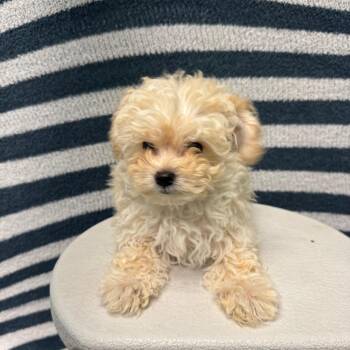 Terrier Dogs Available for Adoption in Fresno, California - Bart | PetCurious