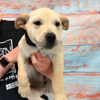 Mixed Breed Dogs Available for Adoption in Cheyenne, Wyoming - Zayden | PetCurious