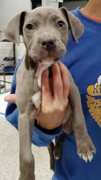 Bugz -  Pit Bull Terrier and Weimaraner Dog for Adoption in Republic, Missouri - Bugz | PetCurious