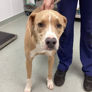 Rescue Mixed Breed Dogs for Adoption in Abilene, Texas - Bob | PetCurious