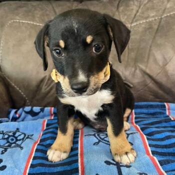 Maverick -  Mixed Breed Dog for Adoption in Allentown, Pennsylvania - Maverick | PetCurious