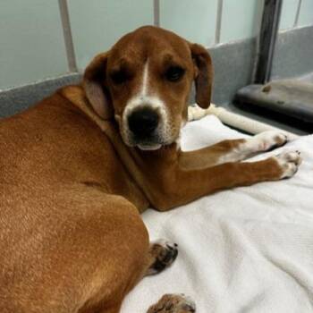 Mable -  Hound and Mixed Breed Dog for Adoption in Richmond, Virginia - Mable | PetCurious