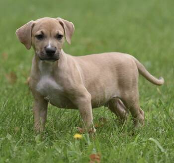 Shiloh -  Terrier and Boxer Dog for Adoption in Mechanicsburg, Pennsylvania - Shiloh | PetCurious