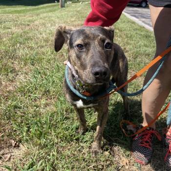 Harley -  Boxer Dog for Adoption in St. Catharines, Ontario - Harley | PetCurious