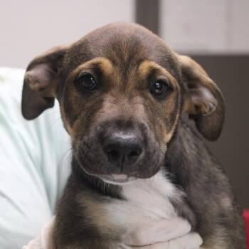 Mailbox -  Retriever and Shepherd Dog for Adoption in Cleveland, Mississippi - Mailbox | PetCurious