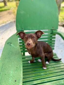 Labrador Retriever and Mixed Breed Dogs Available for Adoption in Daytona Beach, Florida - Clover - 1 | PetCurious