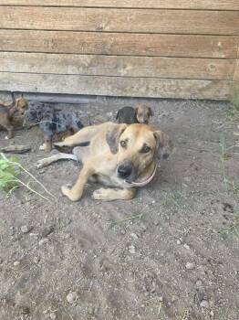 Rescue Mountain Cur and Hound Dogs for Adoption in Uxbridge, Massachusetts - Magnolia | PetCurious