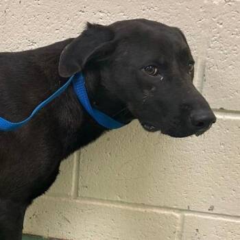 Mixed Breed Dogs Available for Adoption - Mattie | PetCurious