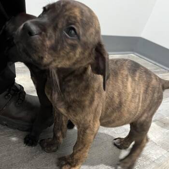 Labrador Retriever Dogs Available for Adoption in Richmond Hill, Georgia - Grumpy | PetCurious