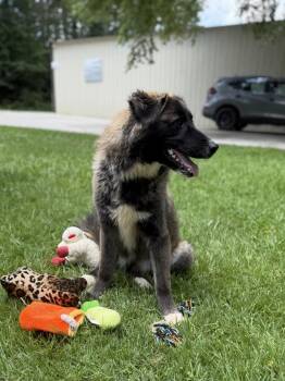 AUDRI -  Great Pyrenees Dog for Adoption in Locust Fork, Alabama - AUDRI | PetCurious