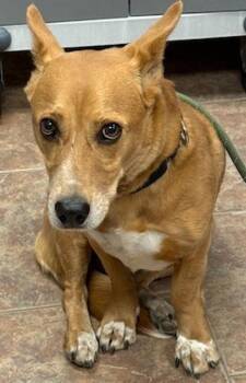 Corgi and Terrier Dogs Available for Adoption in Littleton, Colorado - Pickles | PetCurious