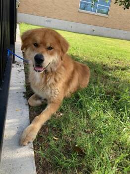 Golden Retriever and Chow Chow Dogs Available for Adoption in Dallas, Texas - OSO | PetCurious