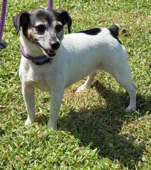 LUCY -  Jack Russell Terrier Dog for Adoption in Lakewood Ranch, Florida - LUCY | PetCurious