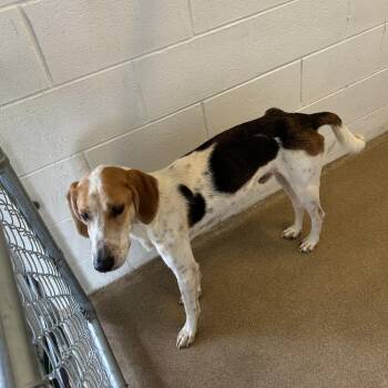 Sheldon 26-0594 -  Hound Dog for Adoption in Yanceyville, North Carolina - Sheldon 26-0594 | PetCurious