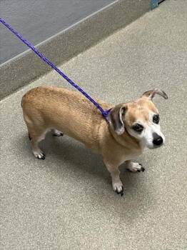 DROPPY -  Chihuahua Dog for Adoption in Las Vegas, Nevada - DROPPY | PetCurious