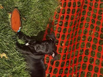 Rescue Black Labrador Retriever Dogs for Adoption in Hallsville, Missouri - Jillian (Jill) | PetCurious