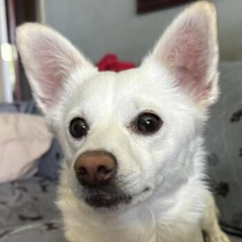 Mellow -  Chihuahua Dog for Adoption in Apple Valley, California - Mellow | PetCurious