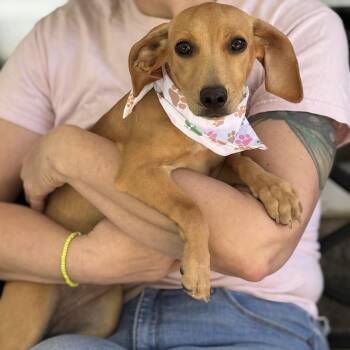 Scrabble -  Dachshund and Beagle Dog for Adoption in Meherrin, Virginia - Scrabble | PetCurious