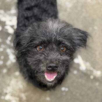 Ocito -  Terrier Dog for Adoption in Sacramento, California - Ocito | PetCurious