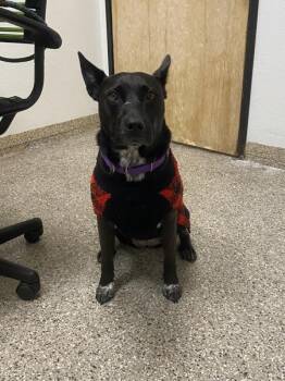 Tilly -  Staffordshire Bull Terrier and Australian Cattle Dog Blue Heeler Dog for Adoption in Vancouver, Washington - Tilly | PetCurious
